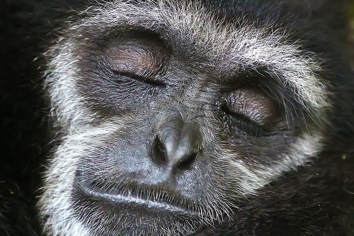 Gibbon Rehabilitation Project  poi Thailand Holiday