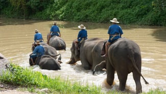 Holiday in Bareback Elephant Riding excursion in Thailand