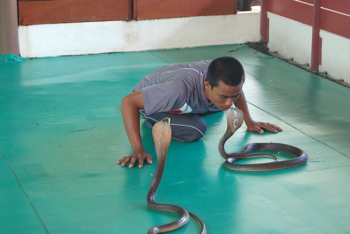 Snake Farm in Phuket  Thailand Holiday