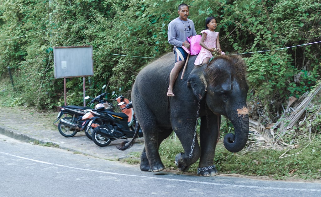 Bareback Elephant Riding excursion Thailand Holiday