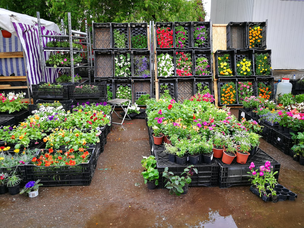 Bangkok Flower Market | Pak Klong Talad  Thailand Holiday