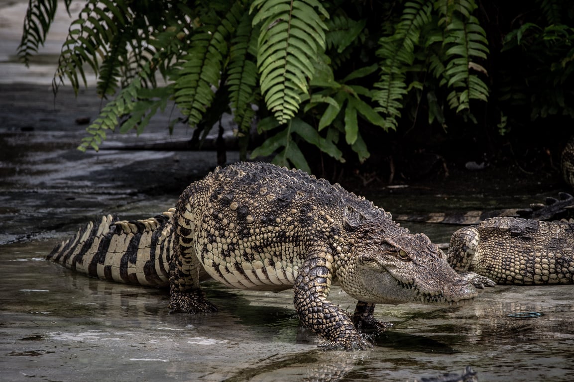 Crocodile World Phuket poi Thailand Holiday