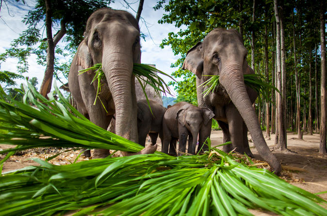 Elephant Jungle Sanctuary in Phuket  Thailand Holiday