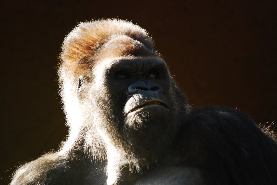 Gibbon Rehabilitation Project  poi Thailand Holiday