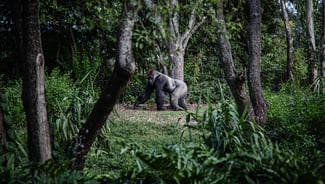 Holiday in Gibbon Rehabilitation Project  poi in Thailand