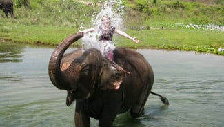 Holiday in Bathing with elephants in sea excursion in Thailand