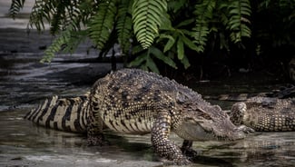Holiday in Crocodile World Phuket poi in Thailand