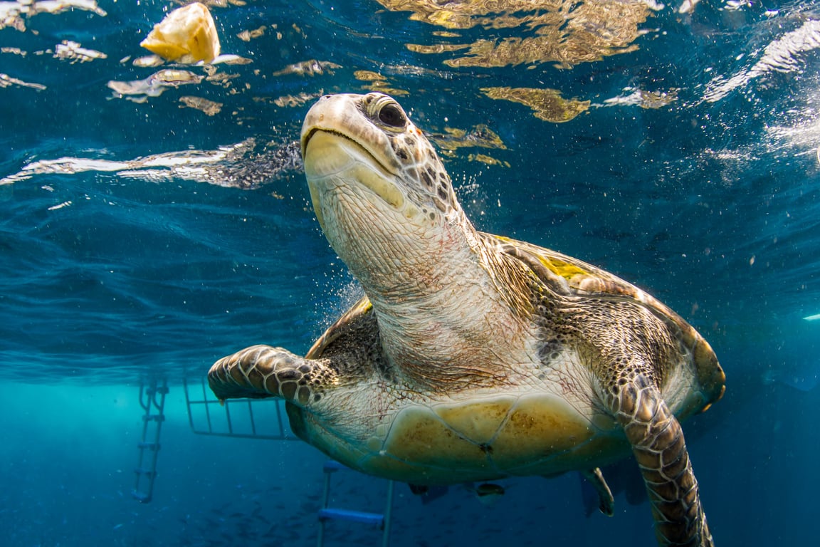 Scuba Diving Phuket  Thailand Holiday