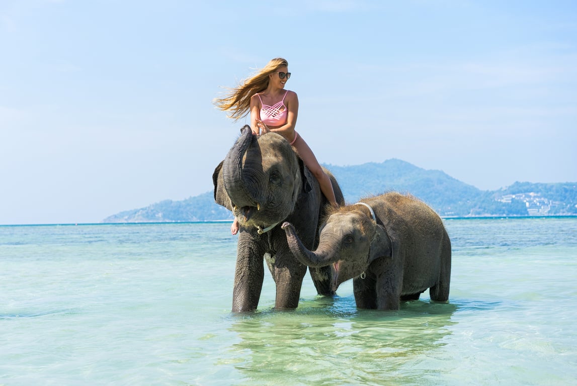 Elephant Bathing Phuket activity Thailand Holiday