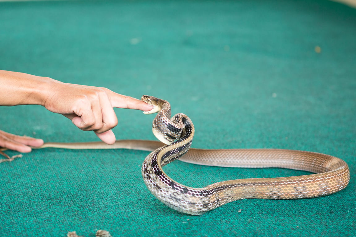 Snake Farm in Phuket poi Thailand Holiday