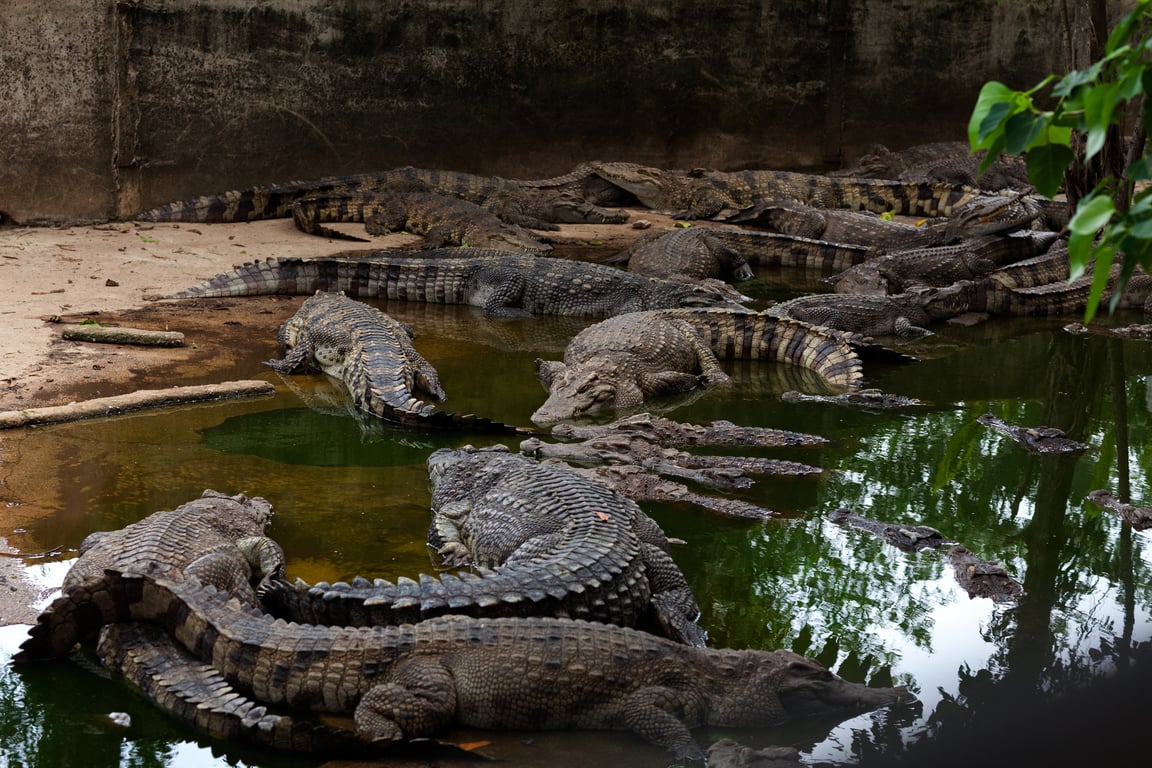 Crocodile World Phuket  Thailand Holiday