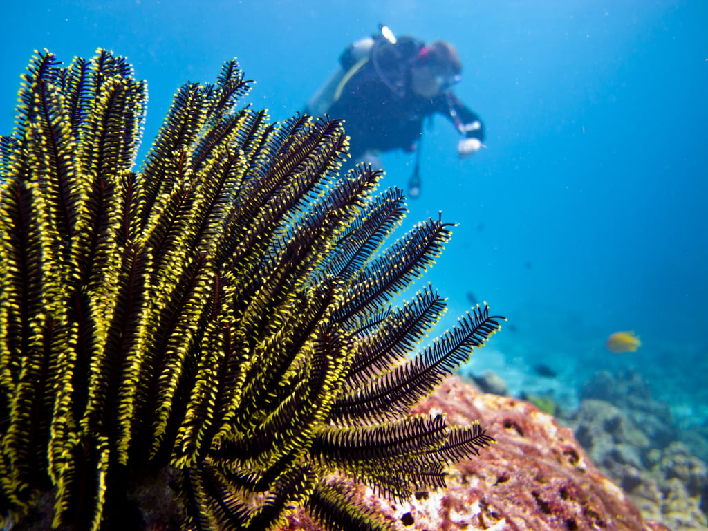 Scuba Diving Phuket activity Thailand Holiday