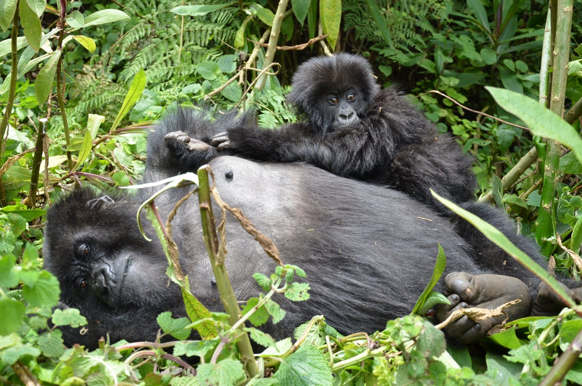 Gibbon Rehabilitation Project  poi Thailand Holiday