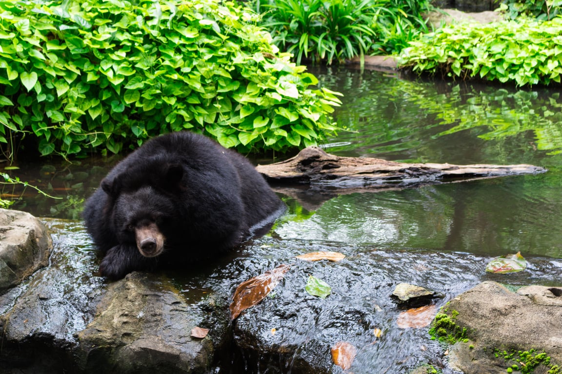 Dusit Zoo in Bangkok  Thailand Holiday