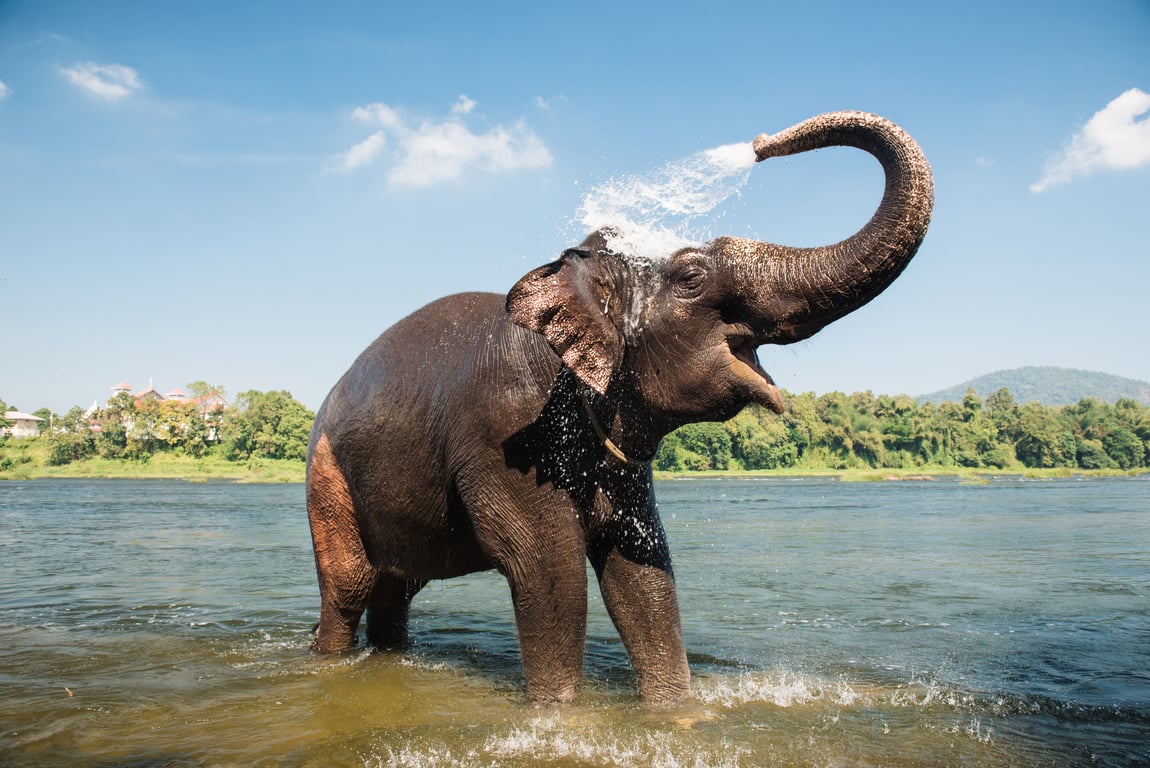 Elephant Bathing Phuket activity Thailand Holiday