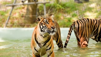 Holiday in Safari World Park Bangkok  poi in Thailand