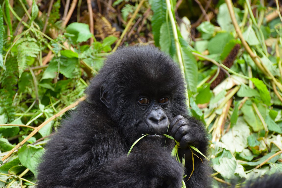 Gibbon Rehabilitation Project   Thailand Holiday